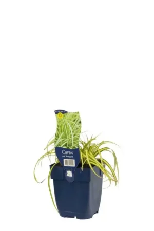 Zegge - Carex Oshimensis ‘Evergold‘ | Snelle verzending