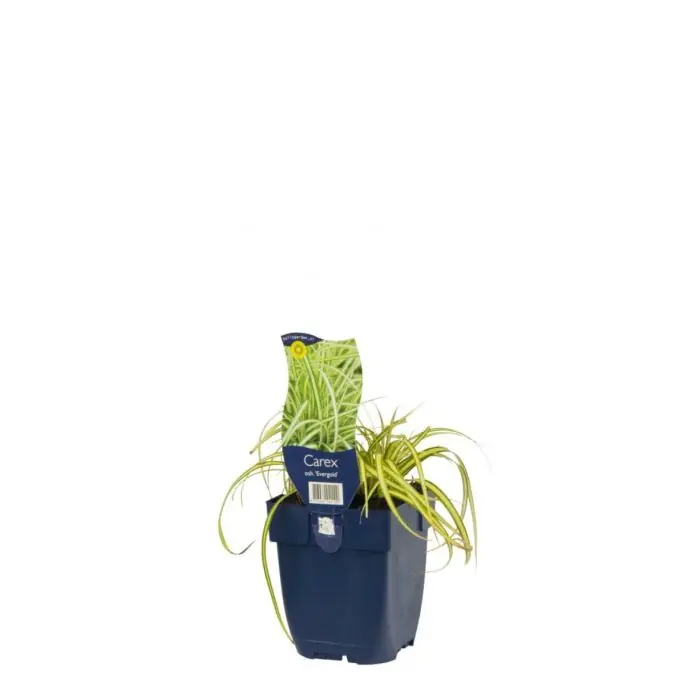 Zegge - Carex Oshimensis ‘Evergold‘ | Snelle verzending