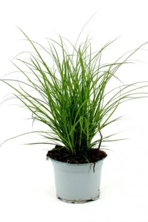 Aanrader | Zegge - Carex Brunnea