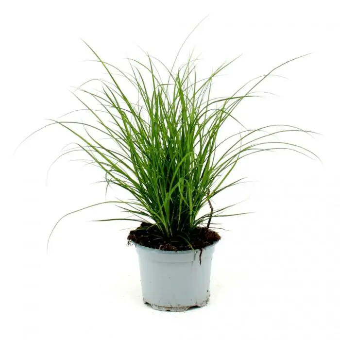 Aanrader | Zegge - Carex Brunnea
