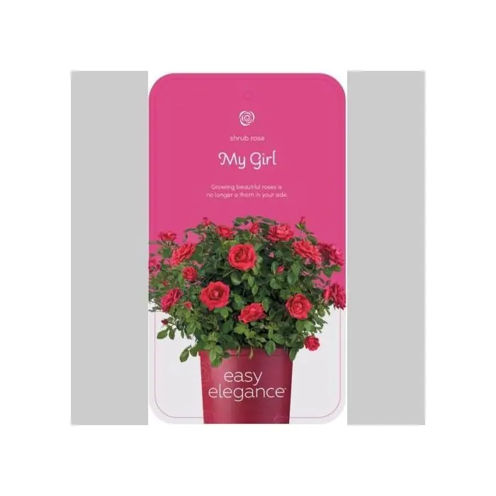 Rosa ‘My Girl‘® - Goed beoordeeld