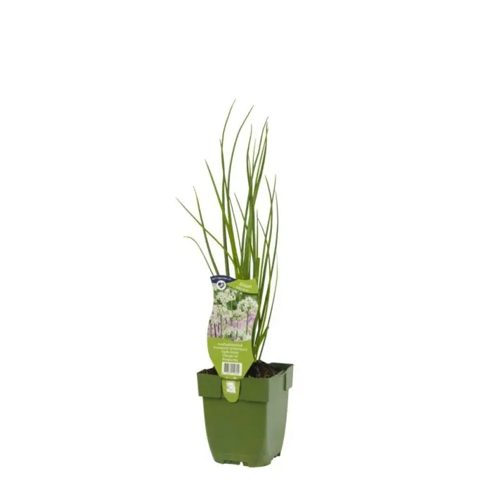 Outlet | Knoflookbieslook - Allium tuberosum