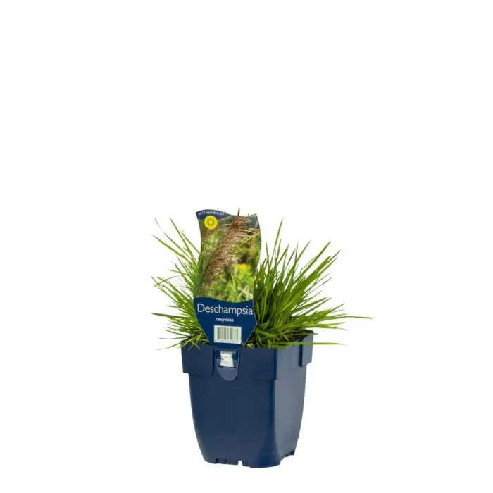 Vanaf nu beschikbaar | Ruwe Smele - Deschampsia Cespitosa