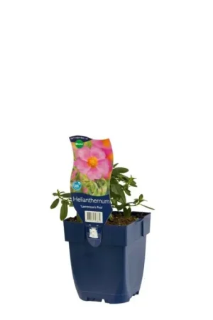 Zonneroosje - Helianthemum ‘Lawrenson‘S Pink‘ | Online kopen