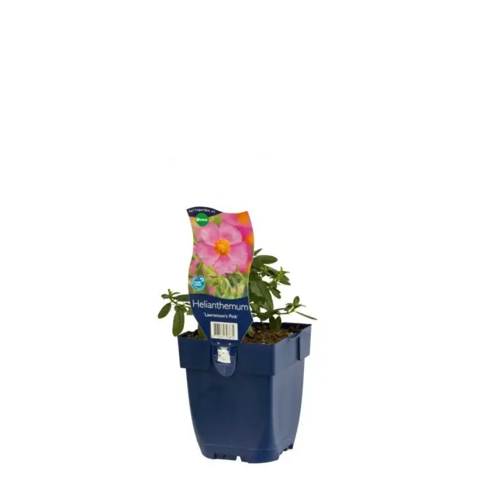 Zonneroosje - Helianthemum ‘Lawrenson‘S Pink‘ | Online kopen