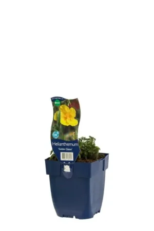 Zonneroosje - Helianthemum ‘Golden Queen‘ | Actie
