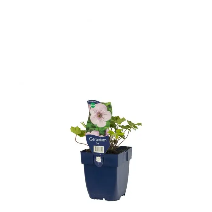 Net gelanceerd - Ooievaarsbek - Geranium ‘Joy‘