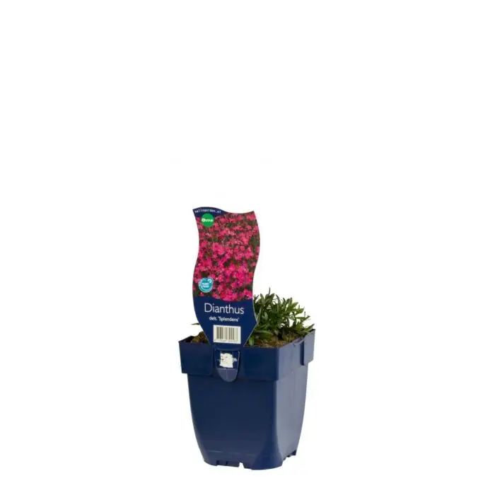 Uitverkoop - Steenanjer - Dianthus Delt. ‘Splendens‘