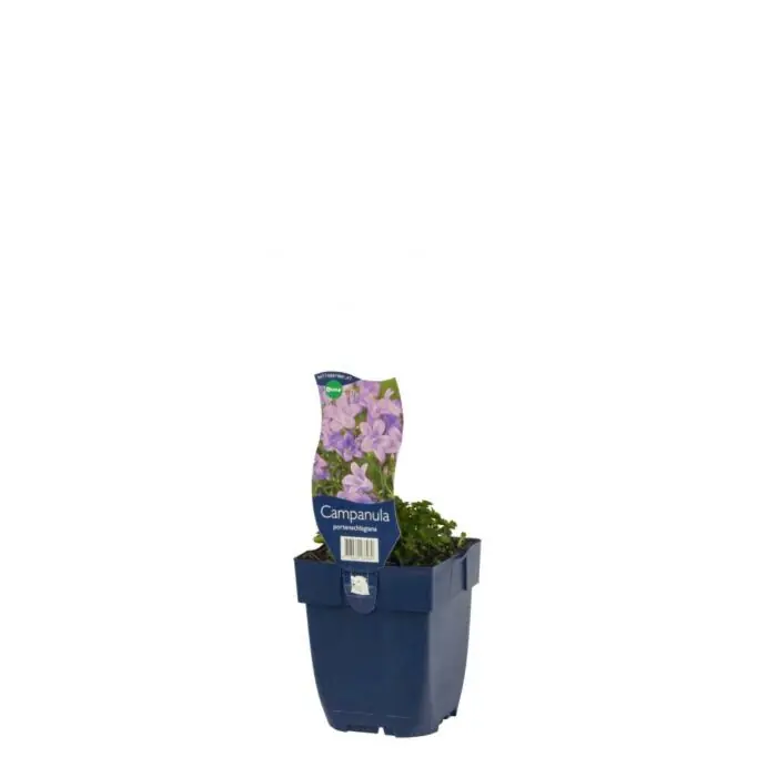 Kruipend klokje - Campanula portenschlagiana | Lage prijs
