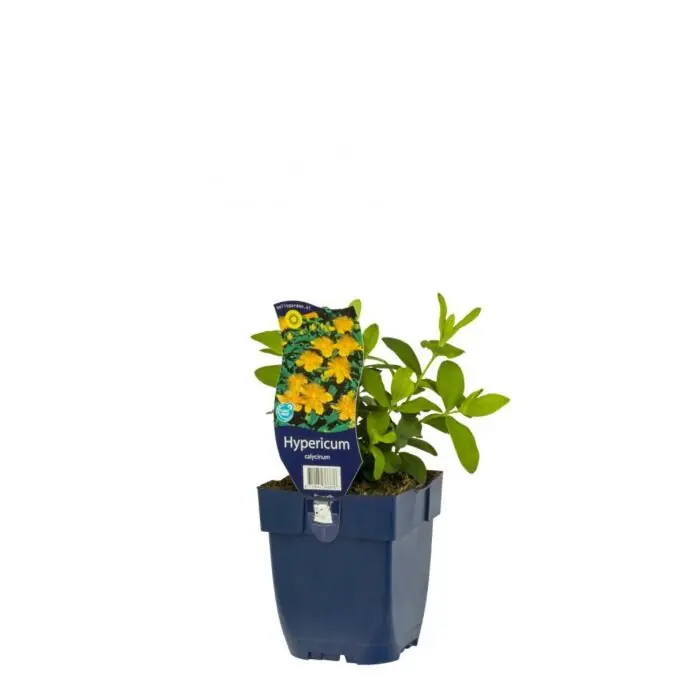 Hertshooi - Hypericum calycinum - Snelle levering