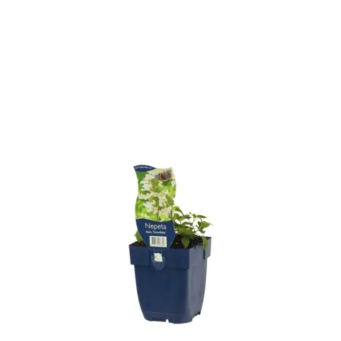 Mis het niet | Kattenkruid - Nepeta faassenii ‘Snowflake‘