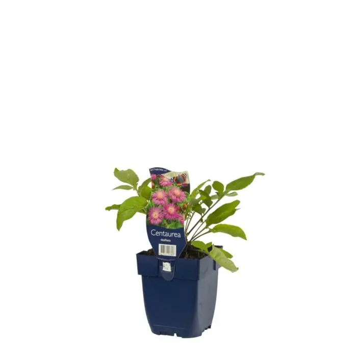 Klantfavoriet - Korenbloem - Centaurea dealbata