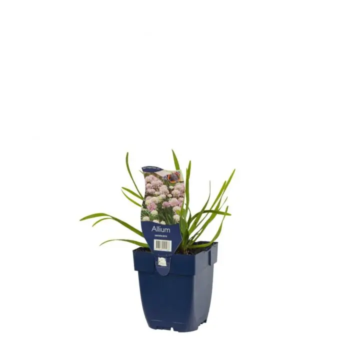 Sierui - Allium Senescens - Professionele kwaliteit