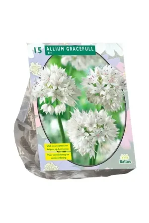 Allium Gracefull per 15 - Spoedlevering