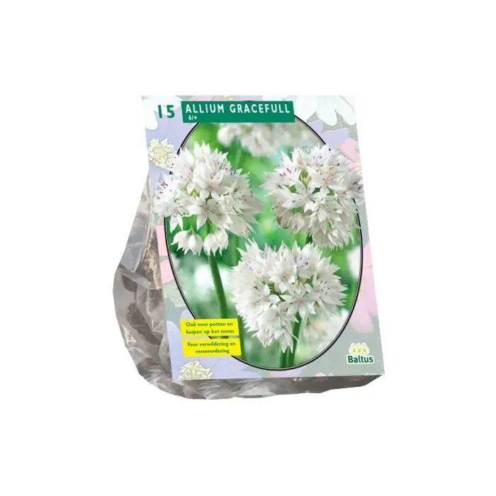 Allium Gracefull per 15 - Spoedlevering