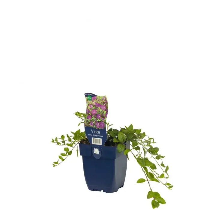 Kleine maagdenpalm - Vinca minor ‘Atropurpurea‘ - Direct bestellen