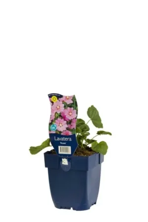 Aanbieding - Lavatera - Lavatera ‘Rosea‘
