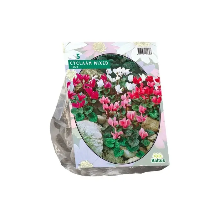 Cyclaam Mixed per 5 - Premium