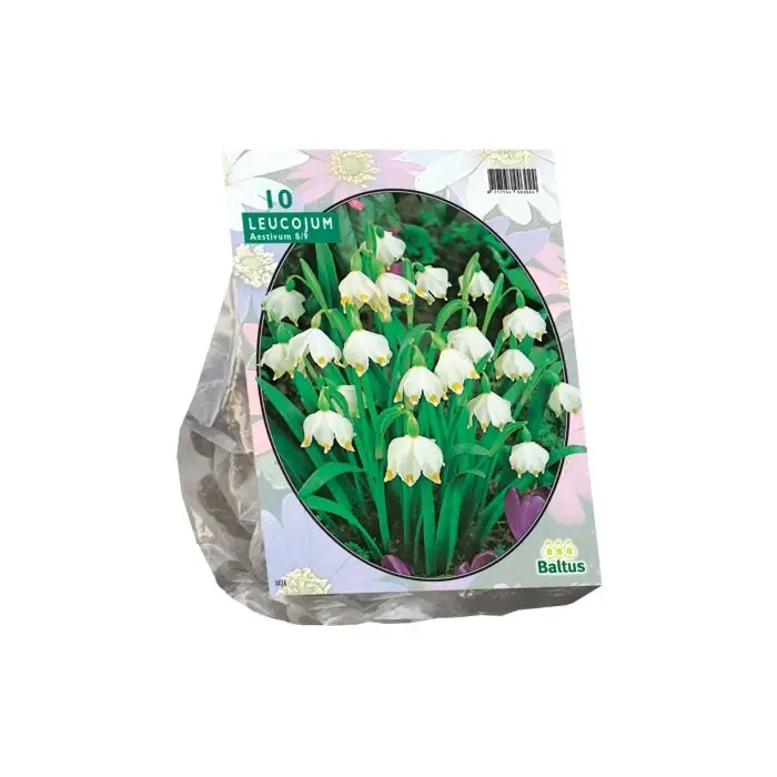 Leucojum per 10 - Sale