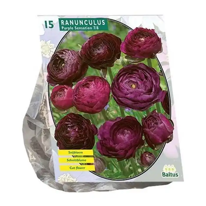 Ranonkel Purple Sensation per 15 - Scherpe prijs