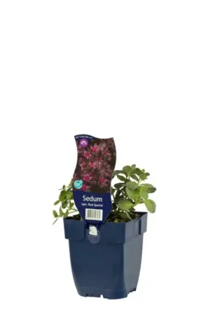 Zeer goed beoordeeld - Vetkruid - Sedum ‘Red Sparkle‘