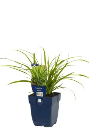 Zegge - Carex Morrowii | Net toegevoegd