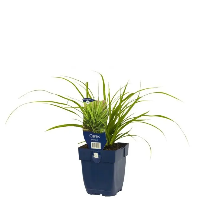 Zegge - Carex Morrowii | Net toegevoegd