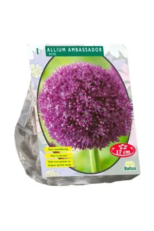 Allium Ambassador per 1 - Aanbieding loopt bijna af