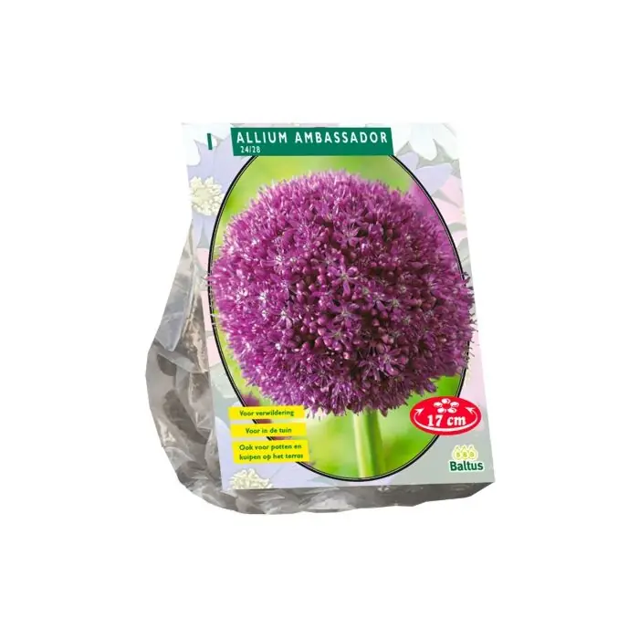 Allium Ambassador per 1 - Aanbieding loopt bijna af