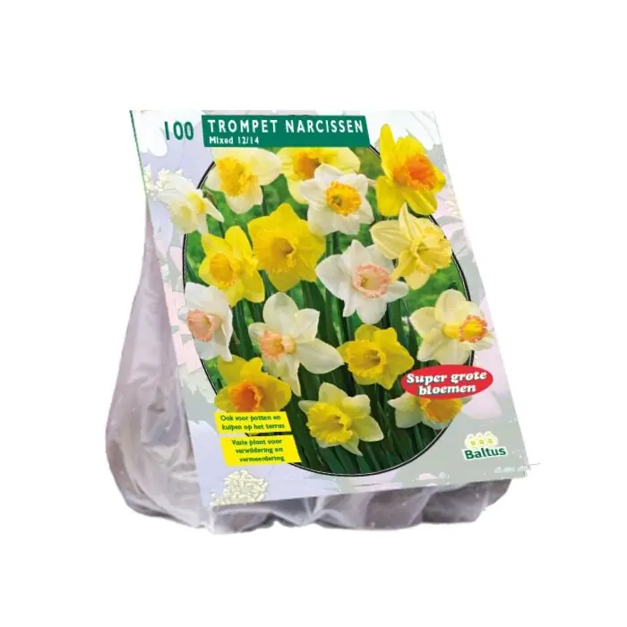 Narcis Trompet, Mix per 100 - Speciale aanbieding
