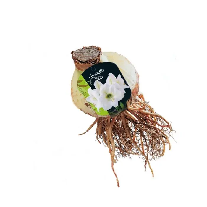 Bestseller | Amaryllis, Wit (Steeketiket)