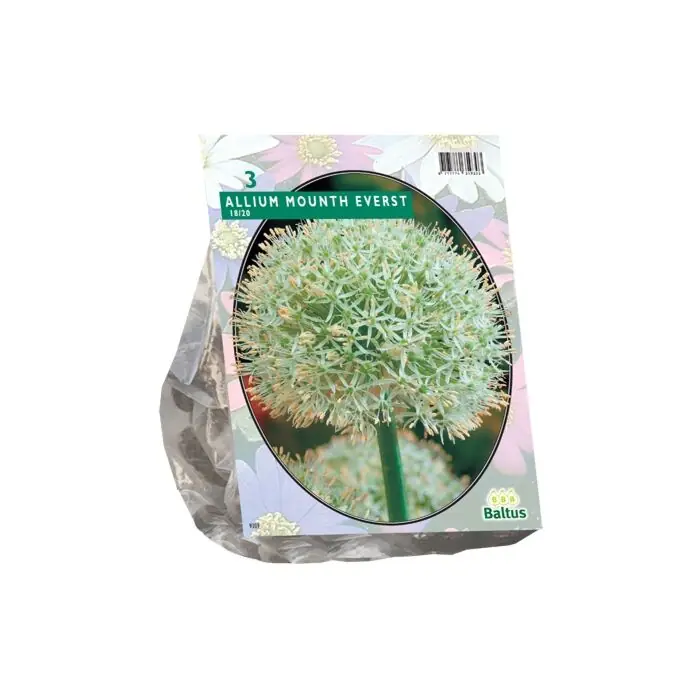 Outlet - Allium Mount Everest per 3
