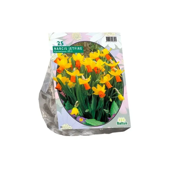 Narcis Mini Jetfire, Geel/Oranje per 25 | Koop vandaag