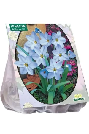 Actieprijs - Ipheion per 100