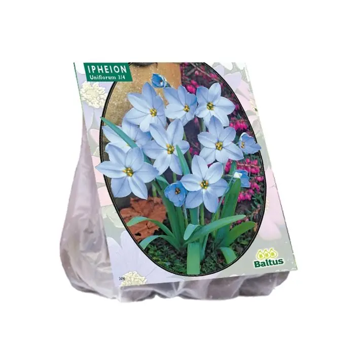 Actieprijs - Ipheion per 100