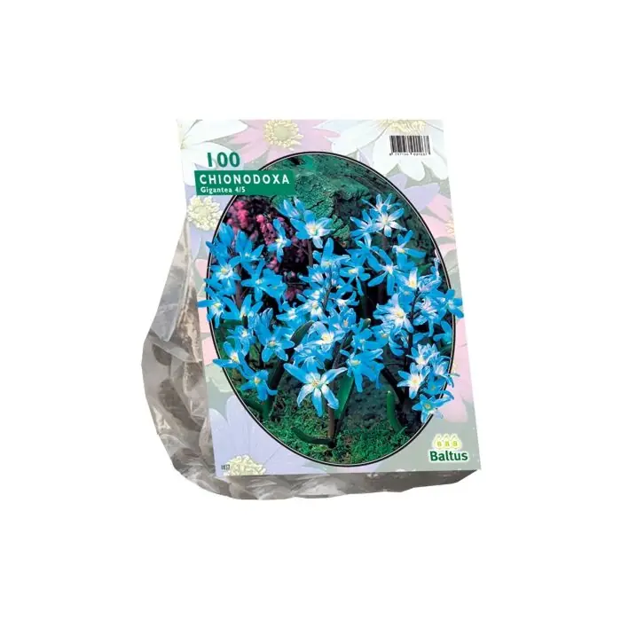 Chionodoxa Luciliae per 100 - Laatste dagen