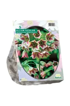 Allium Siculum Bulgaricum per 5 - Sale