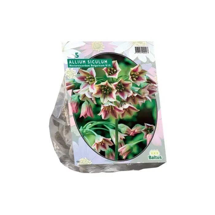 Allium Siculum Bulgaricum per 5 - Sale