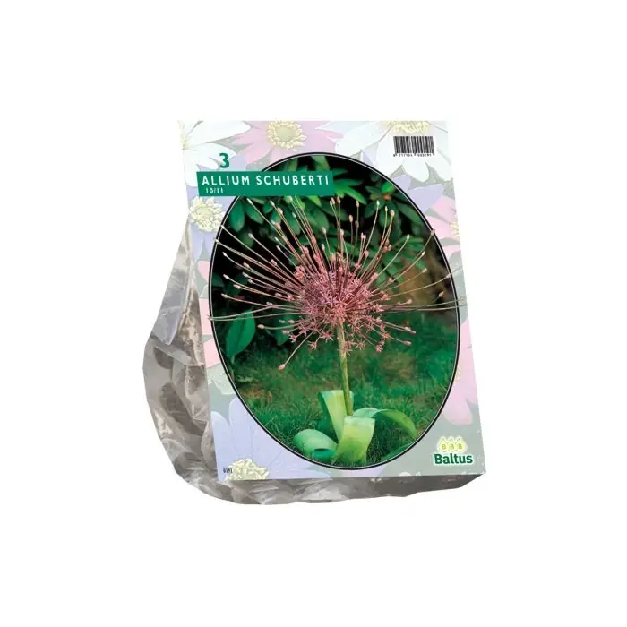 Bestseller - Allium Schuberti per 3