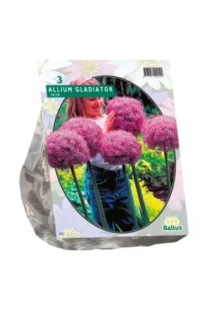 Allium Gladiator His Excellence per 3 | Klantfavoriet