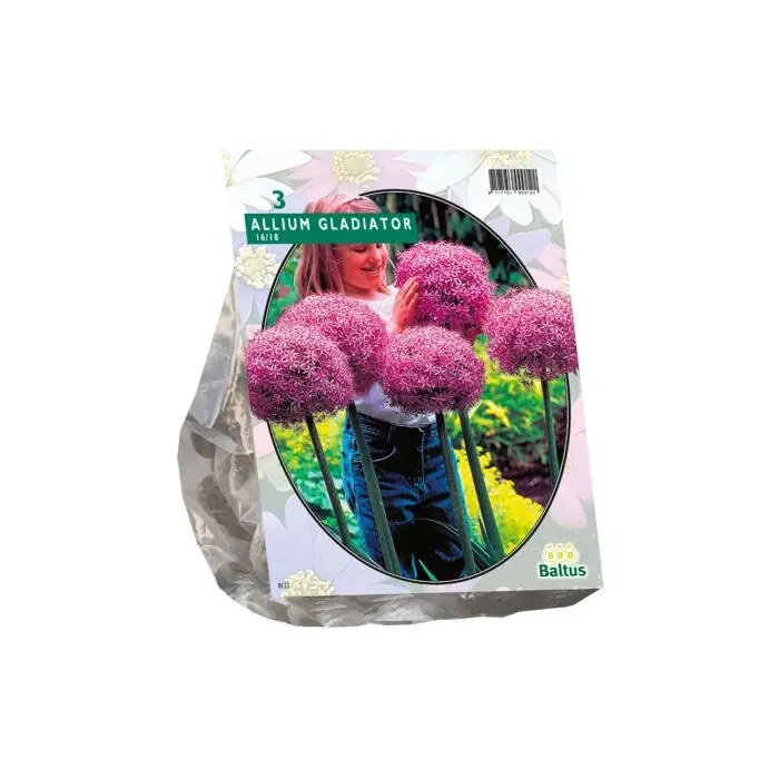 Allium Gladiator His Excellence per 3 | Klantfavoriet