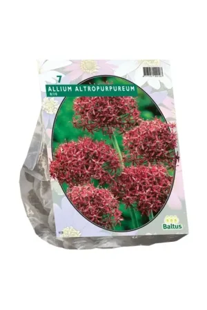 Allium Atropurpureum per 7 | Profiteer nu