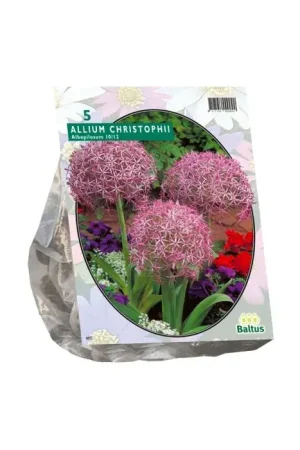 Allium Albopilosum Christophii per 5 - Veel gevraagd