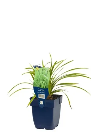 Zegge - Carex Morrowi ‘Ice Dance‘ P11 - Extra voordeel