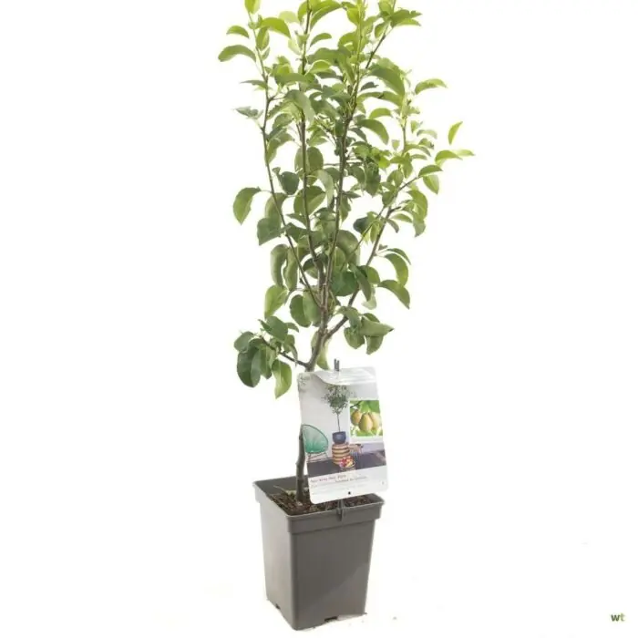 Dagdeal | Handpeer patioboom - Pyrus communis ‘Doyenne du Comice‘