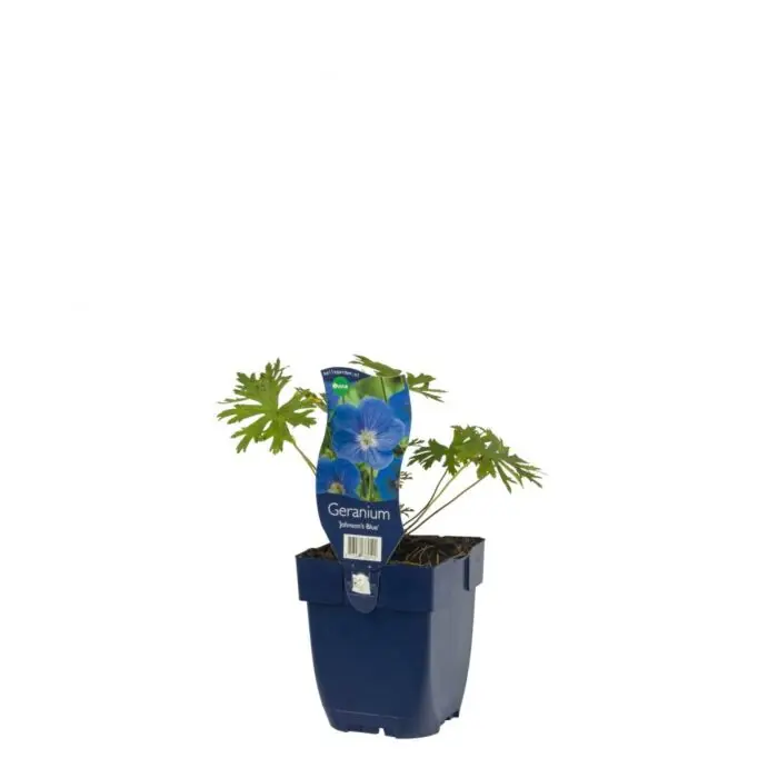 Ooievaarsbek - Geranium ‘Johnson‘s Blue‘ - Erg populair