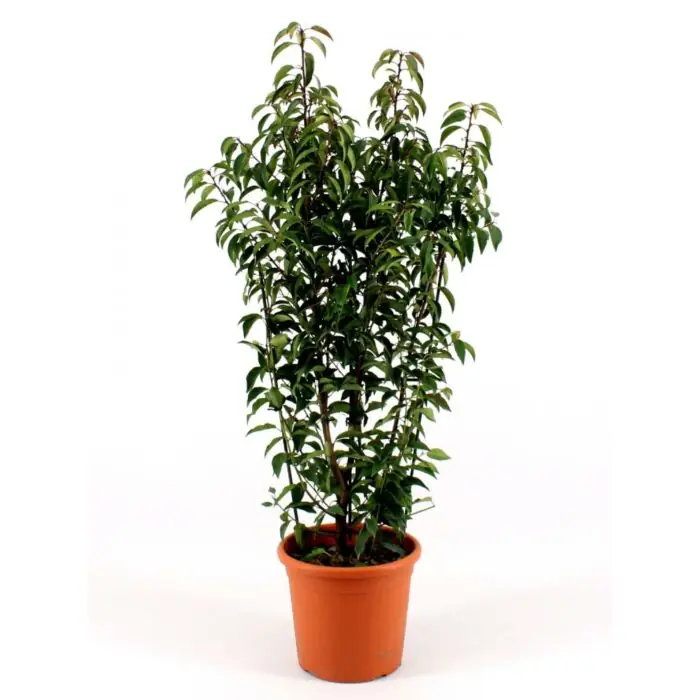 Prunus L. ‘Angustifolia‘ - Nog enkele stuks