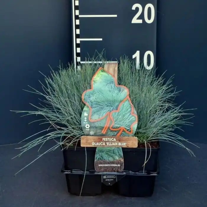 Bestel vandaag - Blauw schapegras - Festuca Glauca ‘Elijah Blue‘