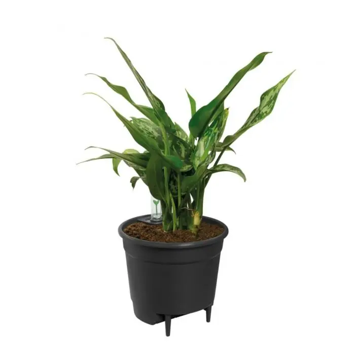Elho Self-watering Insert Living Black L 36 cm - Koop vandaag