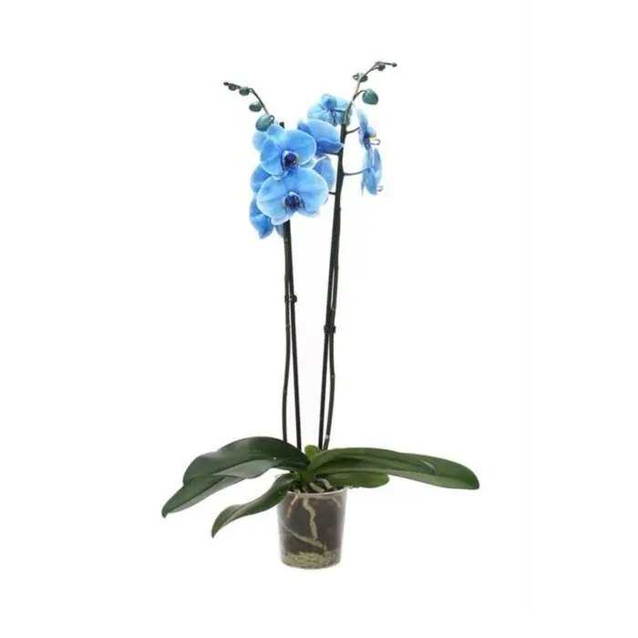 Rechtstreeks uit de fabriek - Orchidee - Phalaenopsis ‘Royal Blue‘